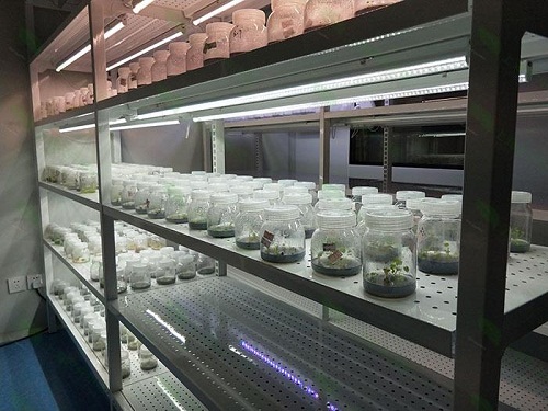 嵩县植物组织培养实验室设计建设方案